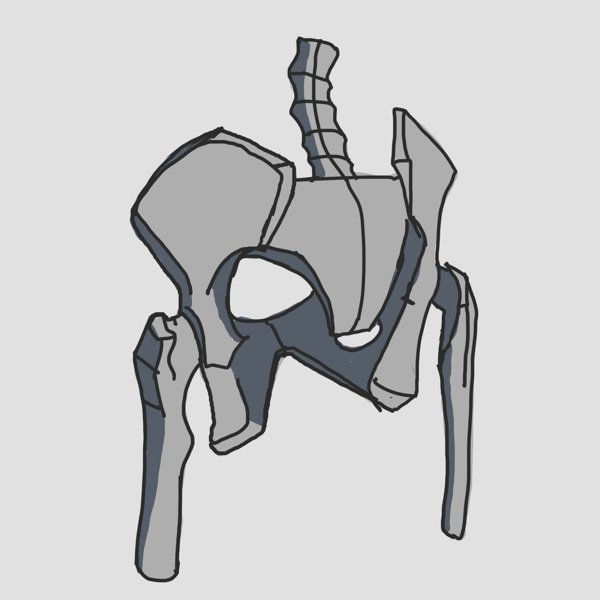 sketch pelvis
