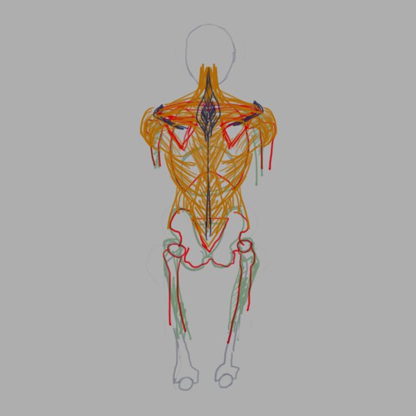 daily sketch back muscles male